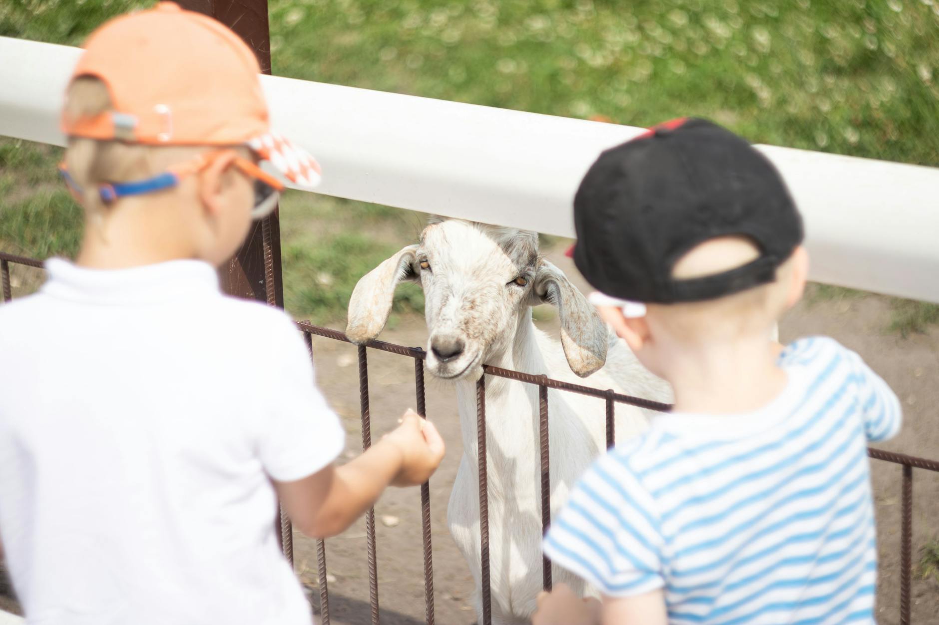 Petting zoo children goats farm animals family kids
