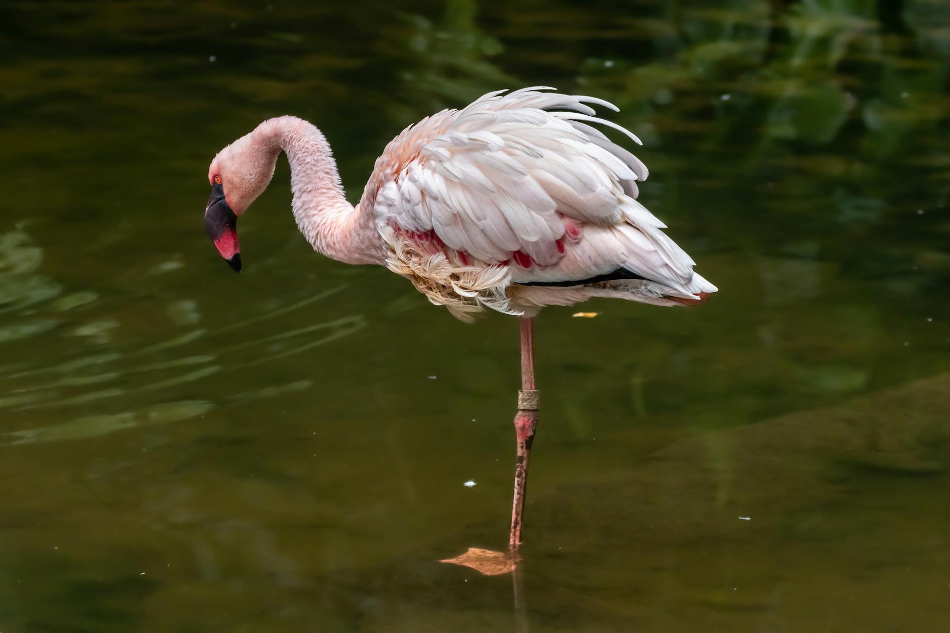 Pink flamingo zoo bird tropical exhibit Munich