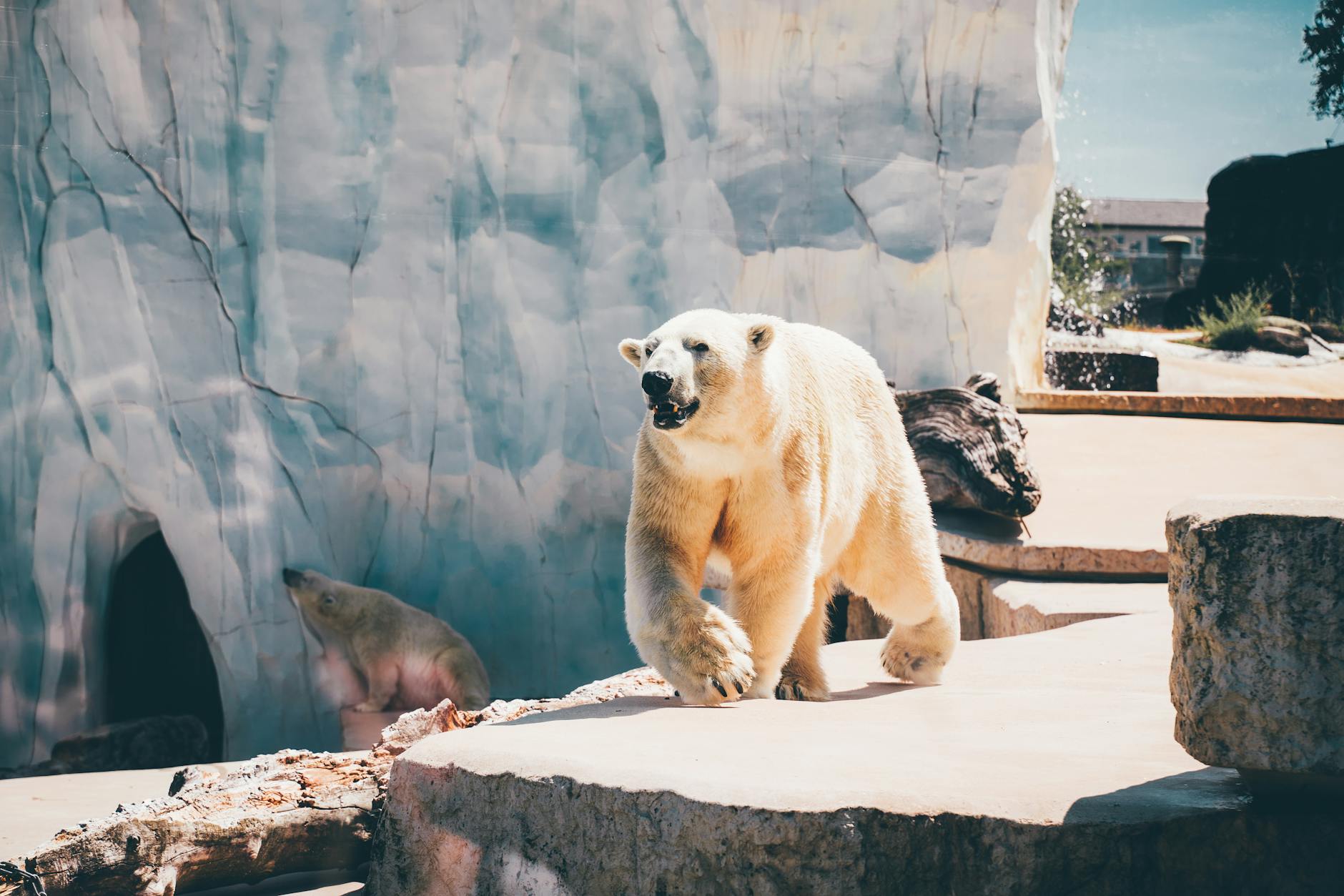 Polar bear zoo enclosure pool ice underwater viewing